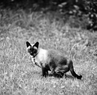 Picture of siamese cat 