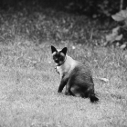 Picture of siamese cat 