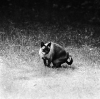 Picture of siamese cat 