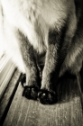 Picture of Siamese cat's paws on windowsill