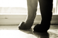 Picture of Siamese cat's paws on windowsill