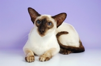 Picture of siamese chocolate point cat, lying down