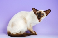 Picture of siamese chocolate point cat, meowing