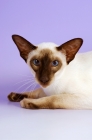Picture of siamese chocolate point cat, portrait