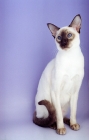 Picture of Siamese chocolate point on purple background