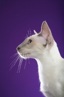 Picture of Siamese in profile