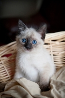 Picture of siamese kitten sitting in basket