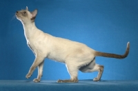 Picture of Siamese looking up on blue background