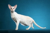 Picture of Siamese on blue background