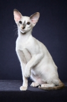 Picture of Siamese on blue grey background