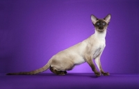 Picture of Siamese on bright purple background