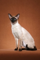 Picture of Siamese on brown background