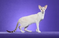 Picture of Siamese on purple background