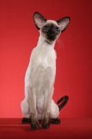 Picture of Siamese on red background