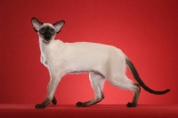Picture of Siamese on red background