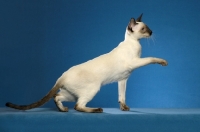 Picture of Siamese, one leg up