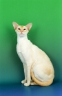 Picture of Siamese red point cat on green background