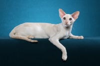 Picture of Siamese resting on blue background