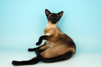 Picture of siamese seal point cat lying down