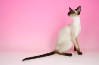 Picture of siamese seal point cat on pink background