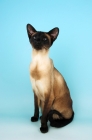 Picture of siamese seal point cat sitting down