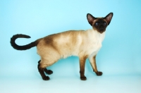 Picture of siamese seal point cat standing
