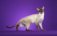 Picture of Siamese, side view on purple background
