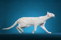 Picture of Siamese walking on blue background, side view