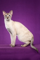 Picture of Siamese