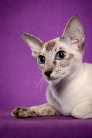 Picture of Siamese