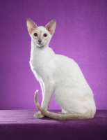 Picture of Siamese