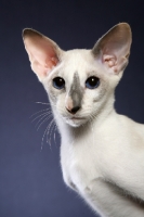 Picture of Siamese