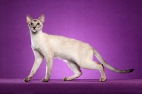 Picture of Siamese