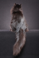 Picture of Siberian, back view