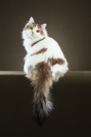 Picture of Siberian, back view