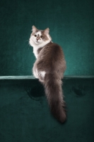 Picture of Siberian cat, back view