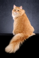 Picture of Siberian cat, back view