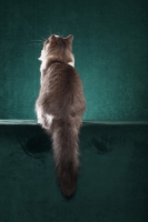Picture of Siberian cat, back view