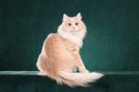 Picture of Siberian cat, back view