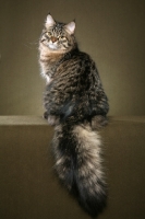 Picture of Siberian cat, back view