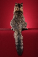 Picture of Siberian cat, back view