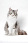 Picture of Siberian cat front view on white background, silver mackerel tabby & white colour