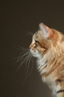 Picture of Siberian cat, head study