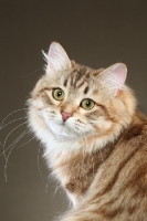 Picture of Siberian cat, head study
