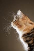 Picture of Siberian cat, head study