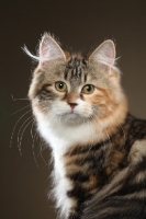 Picture of Siberian cat, head study