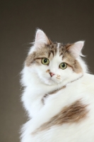 Picture of Siberian cat, head study