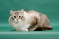 Picture of Siberian cat looking at camera, seal lynx point