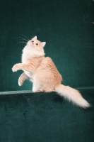 Picture of Siberian cat, looking up