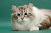 Picture of Siberian cat lying down, seal lynx point